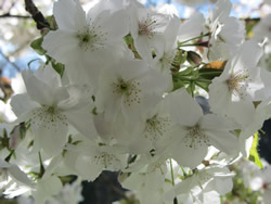 Great White Cherry blossom © Moira Lake