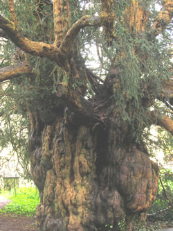 Yew tree Dartington © Moira Lake