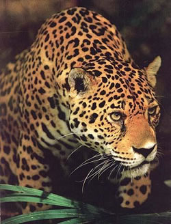 Earth-Centred Therapy jaguar
